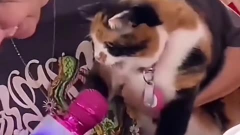 Cats video entertainment video funny videos game video funny videos