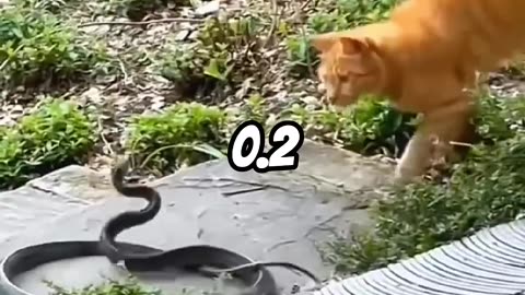CAT SPEED