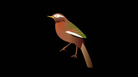 animal animation thrush cool and cute flat mg