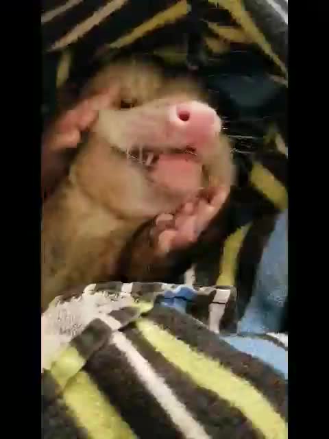 Opossum Enjoyed Christmas Dinner