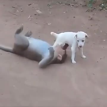 Monkey 🐒 and dog very Funny video 2022