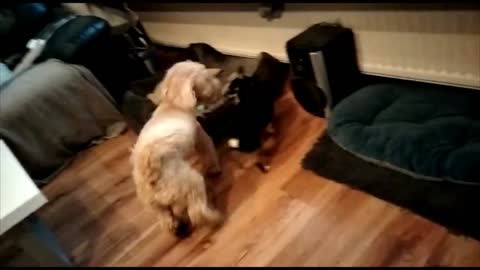 Puppy dogs love to wrestle each other