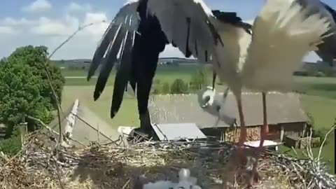 Stork Kicking Weakest Baby Out To Die