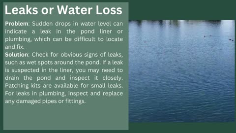 Common Pond Problems and How to Fix Them