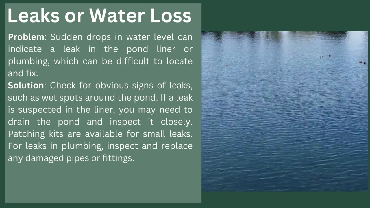 Common Pond Problems and How to Fix Them