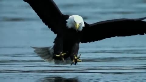 eagle caught salmon fish, entertainment video, short video