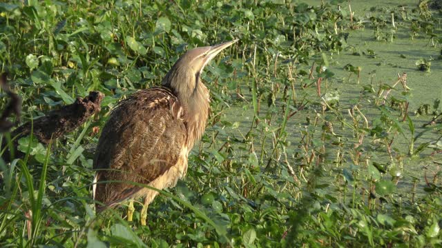 American bittern in Florida wetlands