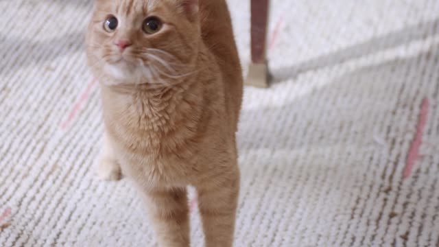 A ginger cat looking around