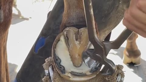 Horse Hoof Cleaning