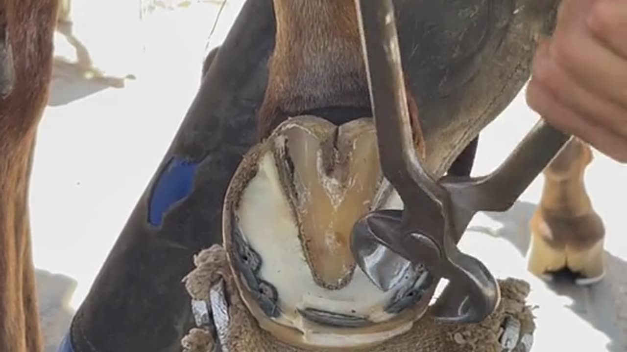 Horse Hoof Cleaning