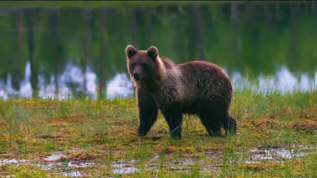 Brown bear