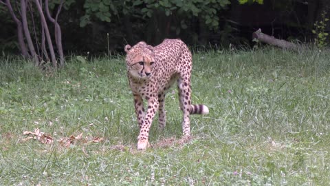 Cheetah walking and digging a dirt