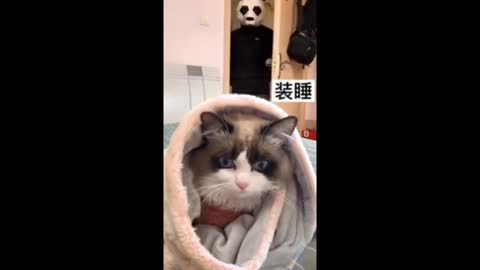 Cute and funny cats compilation #shorts