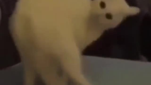 animals act funny