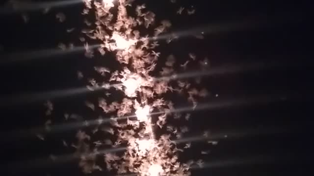 A lot of fried coming in the light