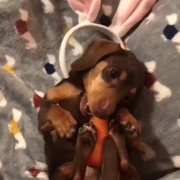 Dashchund miniatura con orejas de conejo mastica zanahoria