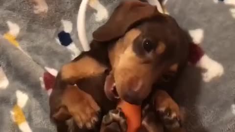 Dashchund miniatura con orejas de conejo mastica zanahoria