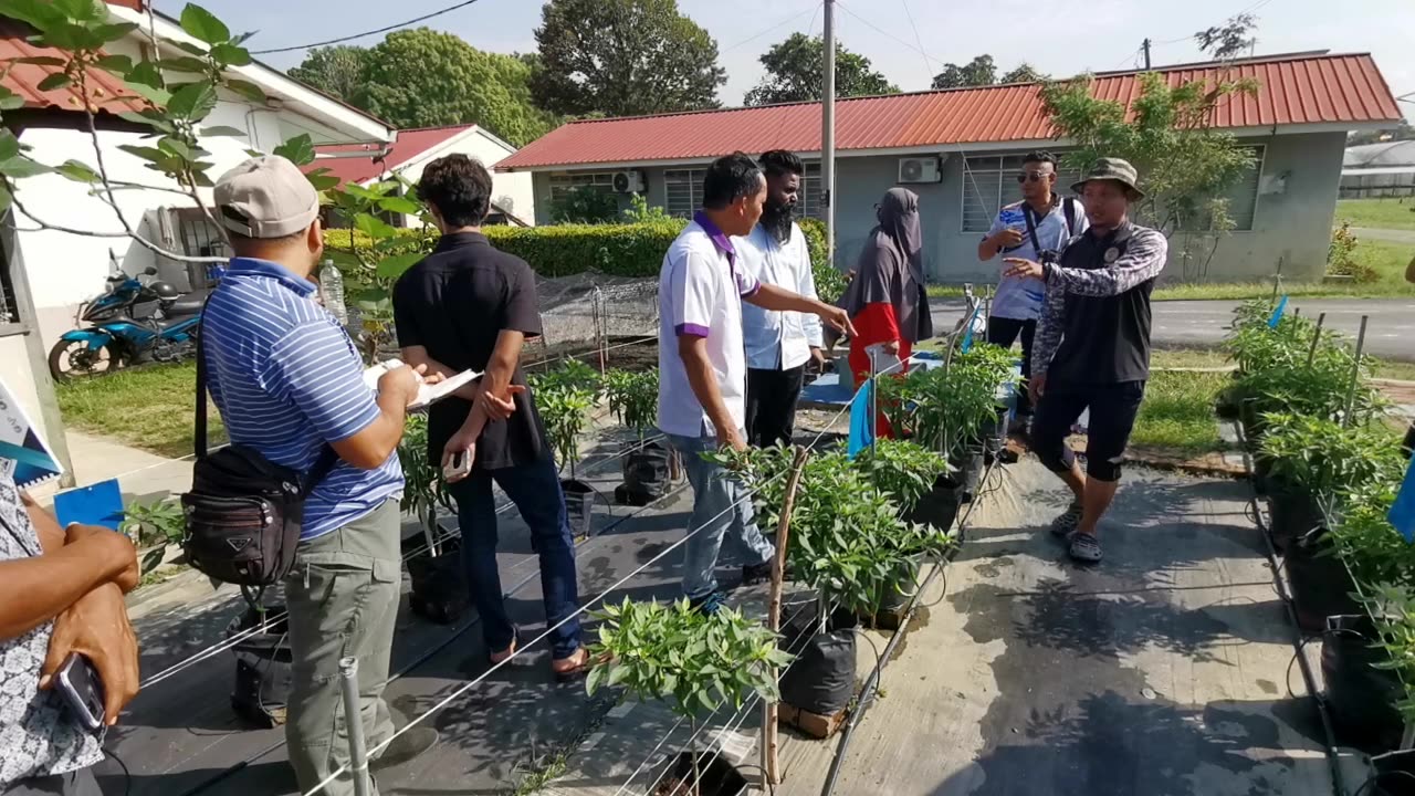 P4 Lawatan ke Kebun IPM di Pejabat Pertanian Gombak, 25 Jun 2024