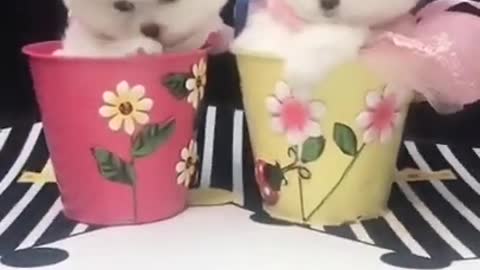Funny puppies and cute dog