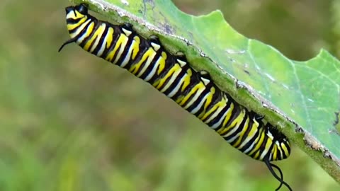 Monarch Butterfly Caterpillar