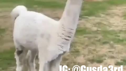 Long Neck Funny Video