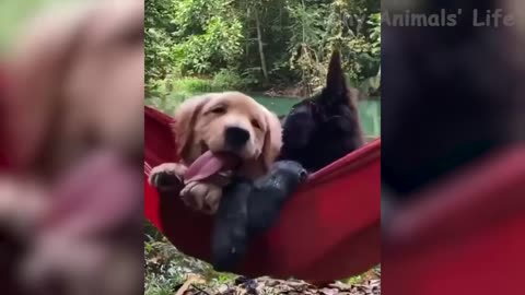 🤣funny dogs and cats videos😍