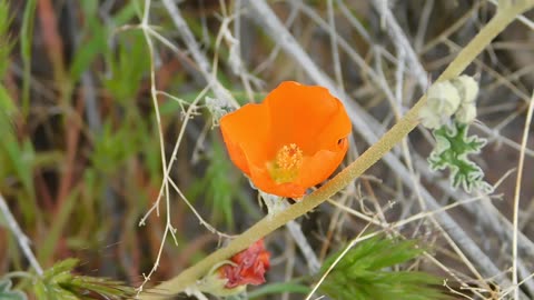 Desert Globemallow