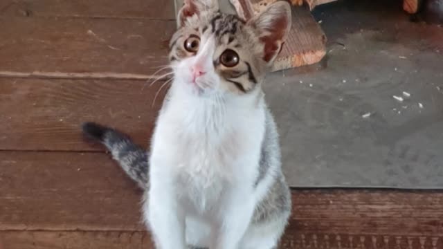 Surprised cat from weird sound.