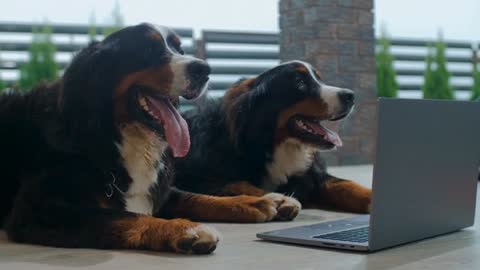 Dogs Lying on the Floor