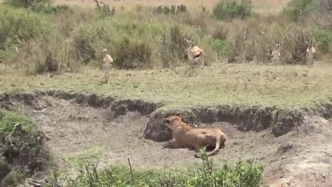 World's Fastest Animal Fail ! Grants Gazzele Take down Cheetah with Horns , Lion Hunt Imapala Fail