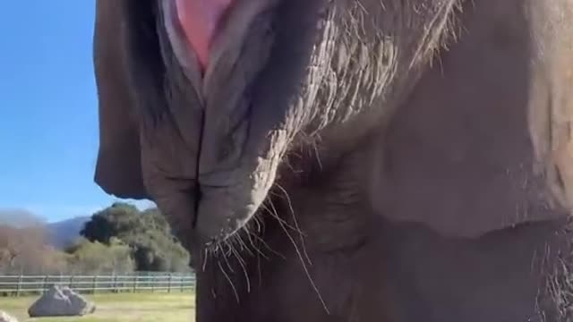 Elephant eating banana 🍌