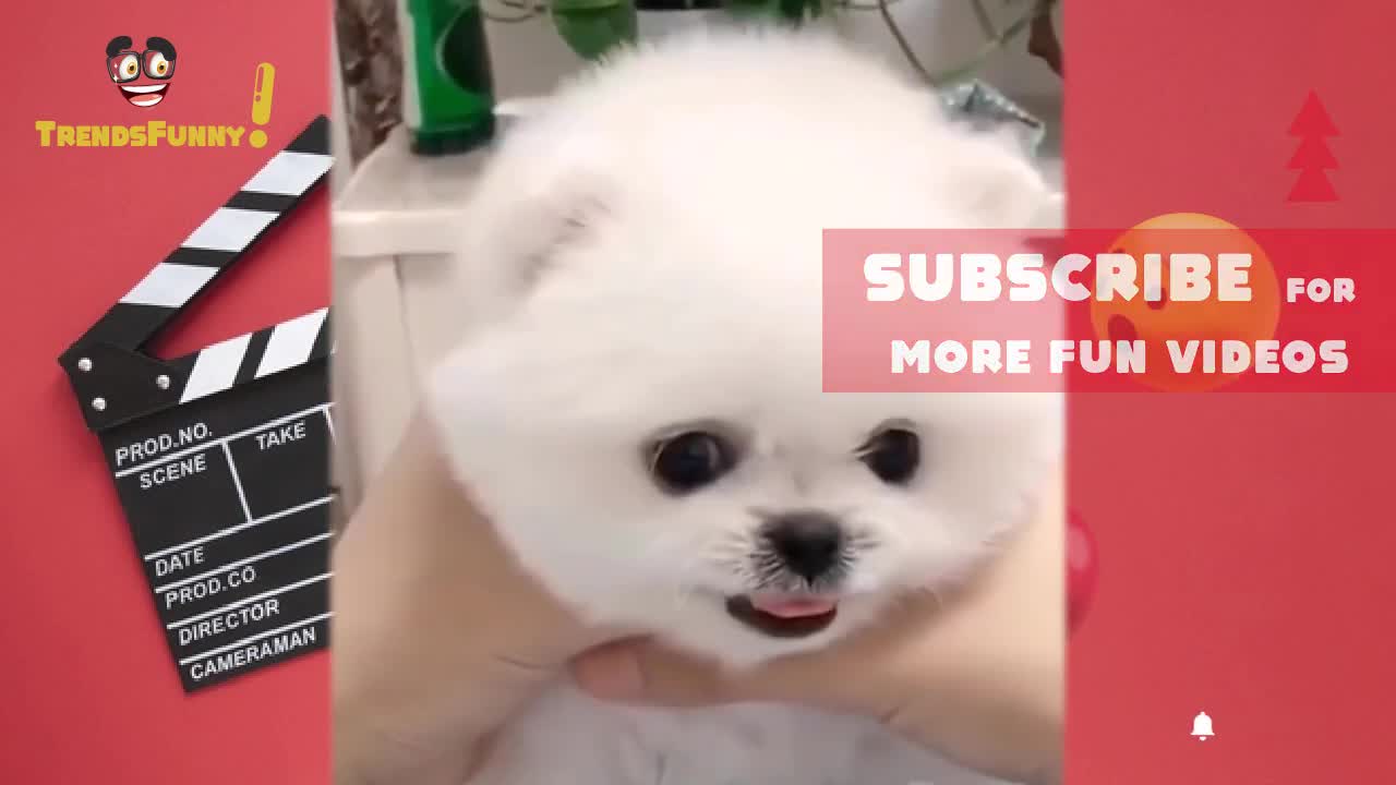 Best Funny Cats And Of The Month -Try Not To Laugh Challenge 2020