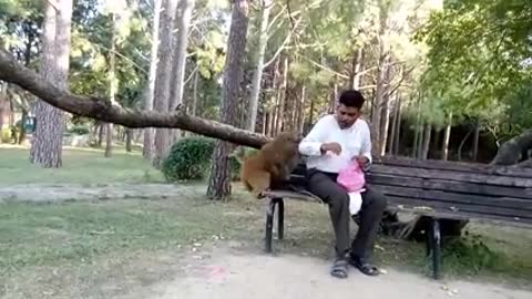 Monkey attack'