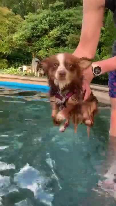 3.Doggy Shark #shorts