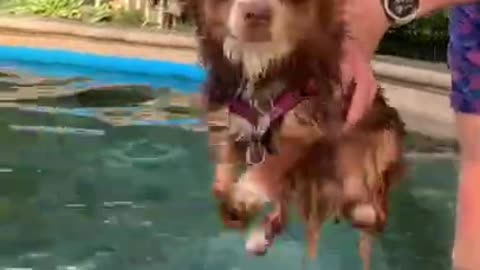 3.Doggy Shark #shorts