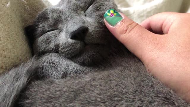 Russian blue cat having a sweet dream