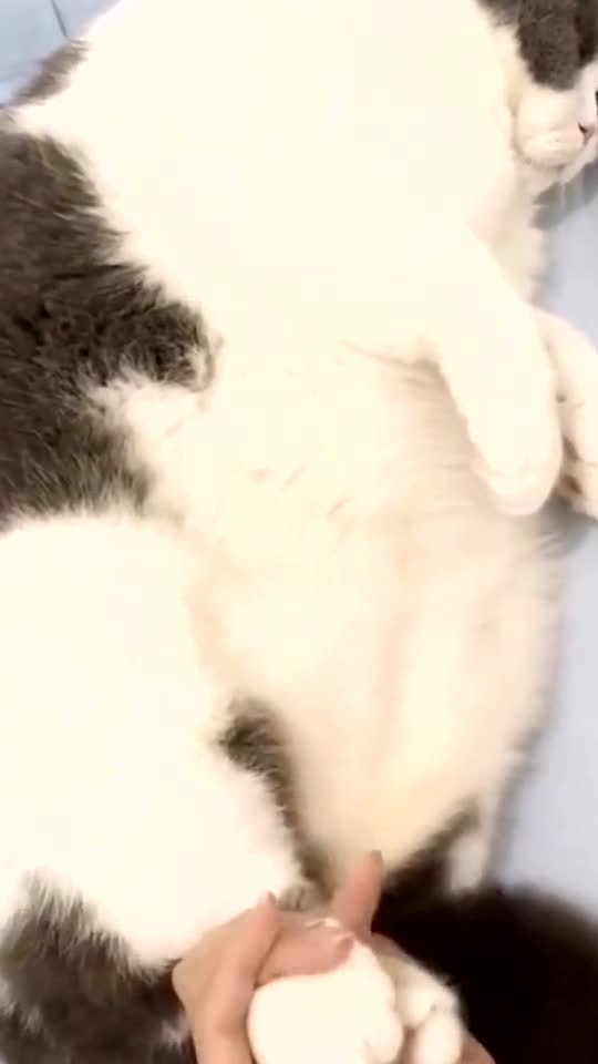 Please don’t bully cat 🥺🤣