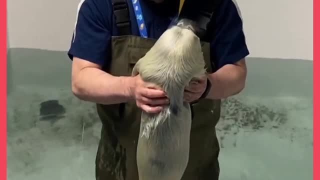 This Video Of A Baby Seal's First Swim Lesson Will Melt Your Heart Into A Puddle