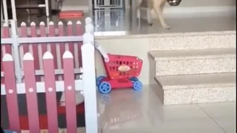 Cutting Dog