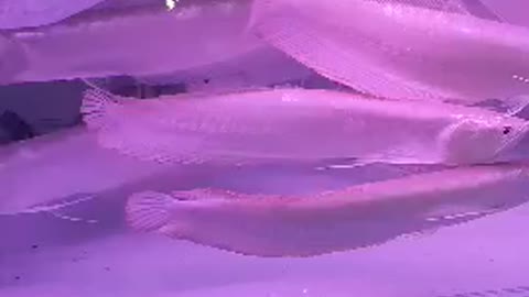 silver arowana