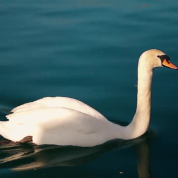 Full peace ll Epic Fail ll