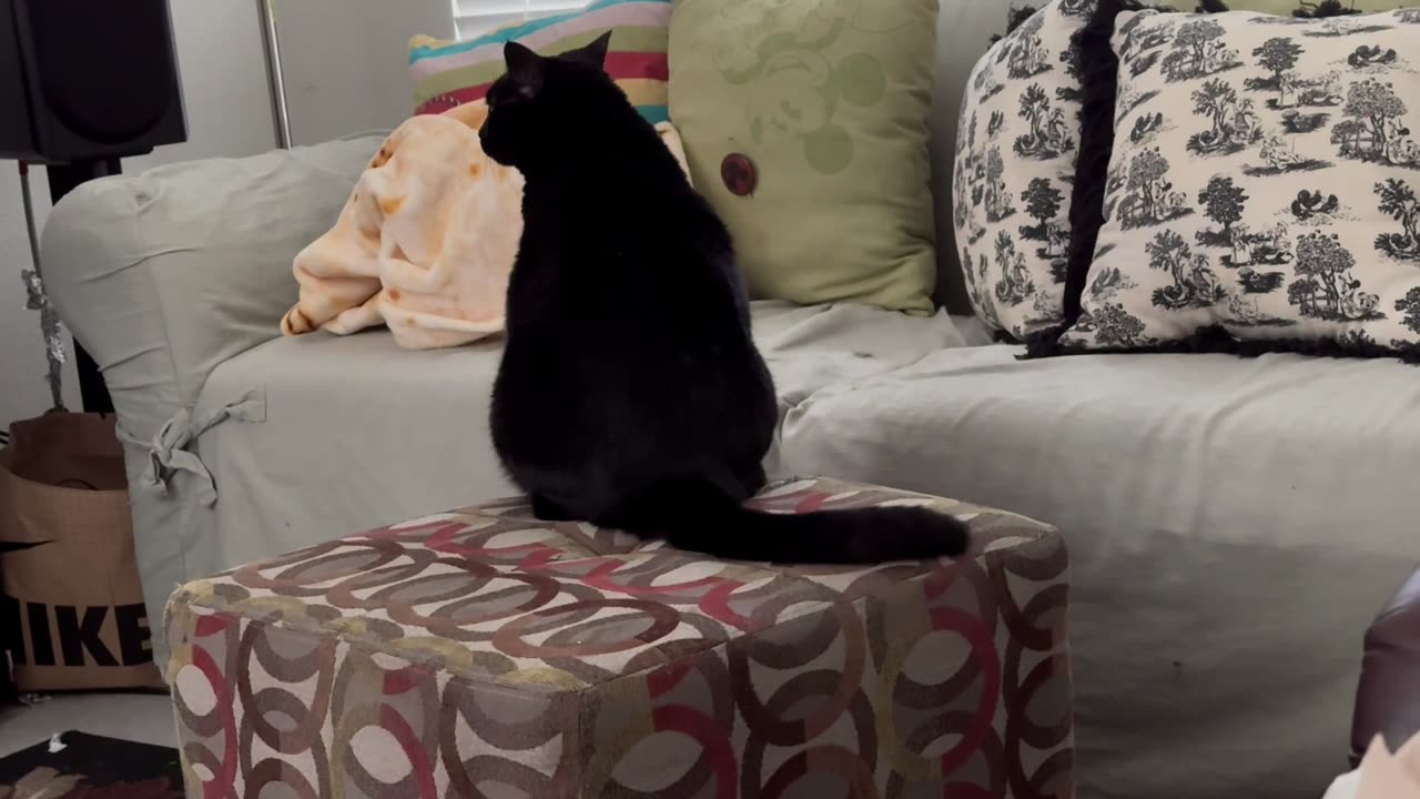 Cute Precious Piper Wants to Play with Her Lizard Friend - Adopting a Cat from a Shelter Vlog