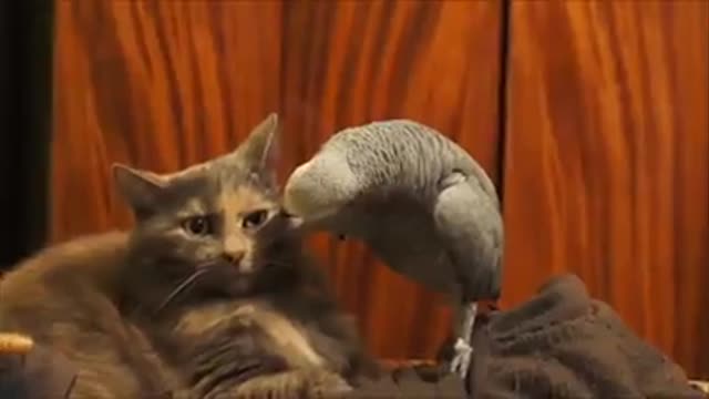 look how a parrot plays with a cat