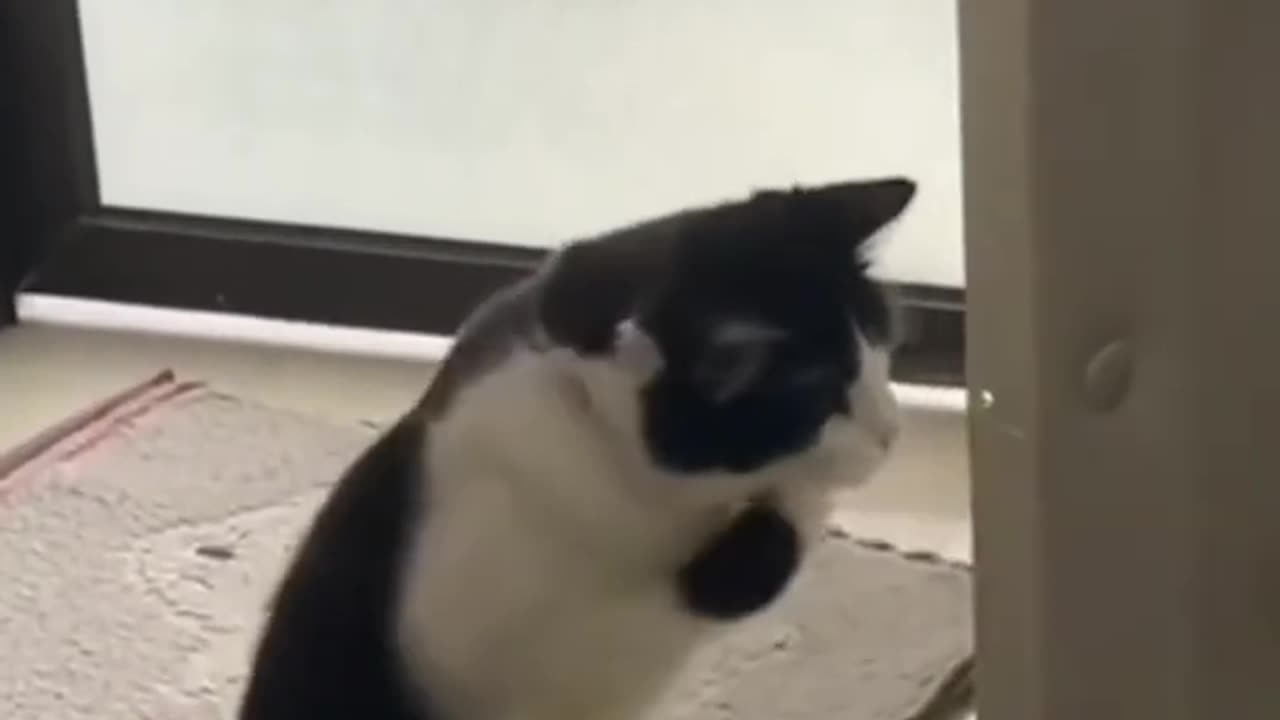 I am Practicing Boxing Meow😂😂😂Funny Cats and Dogs