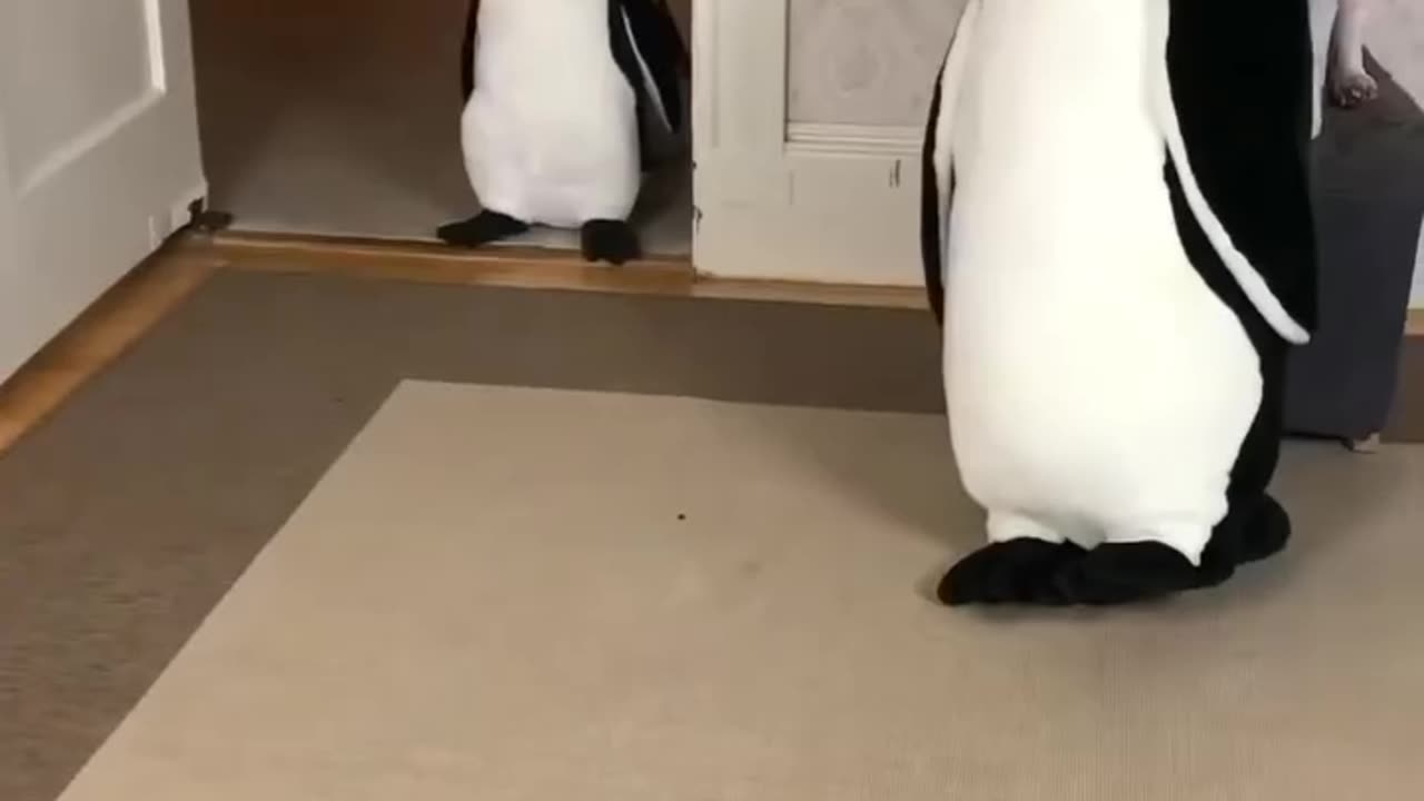 Real Penguins founded :))
