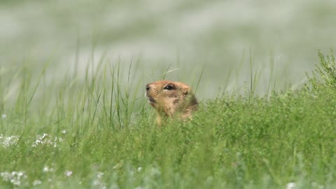 Real Wild Marmot in a Meadow Covered With Green Fresh Grass