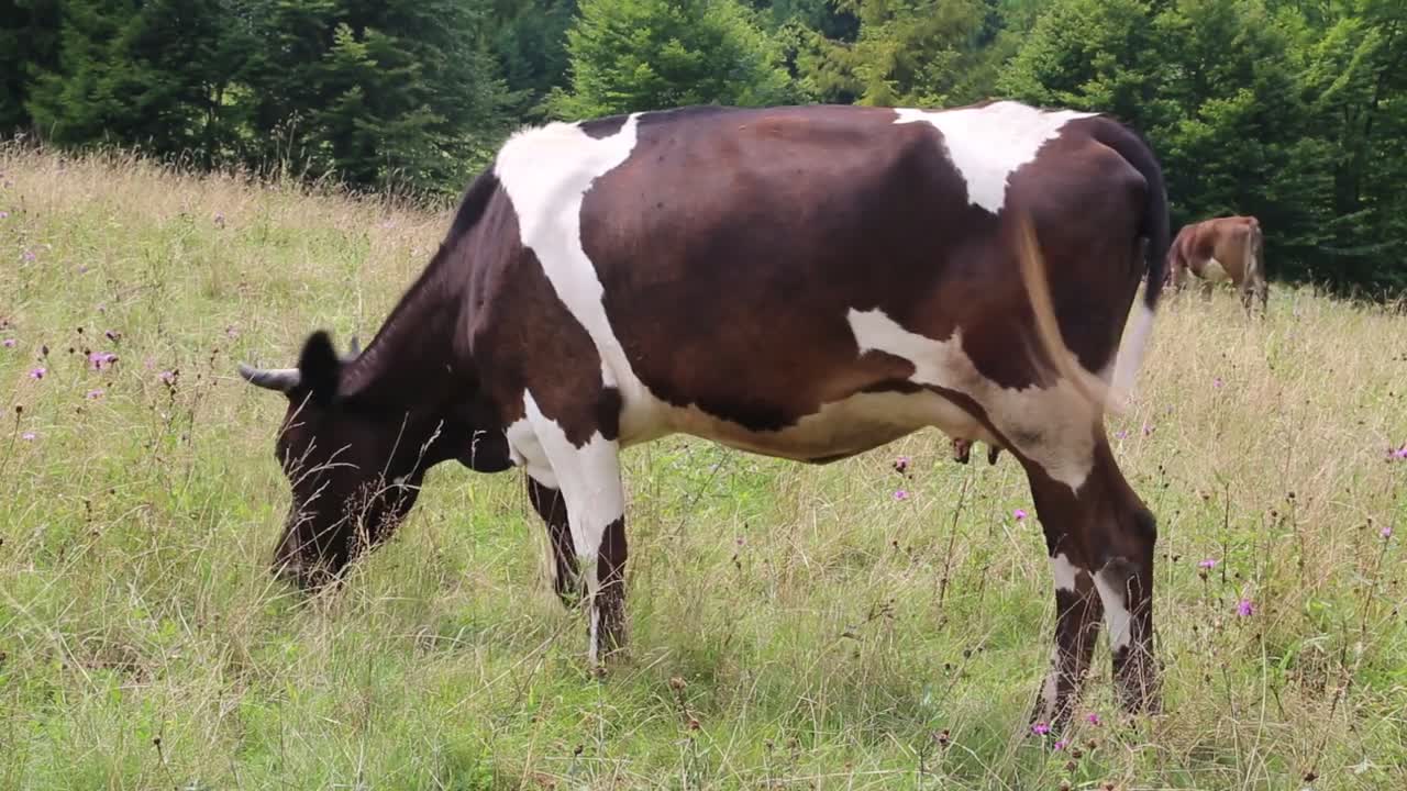 Milking cow on the meadow