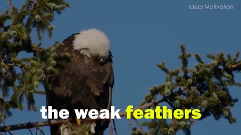 The Eagle Mentality Best Motivational Video