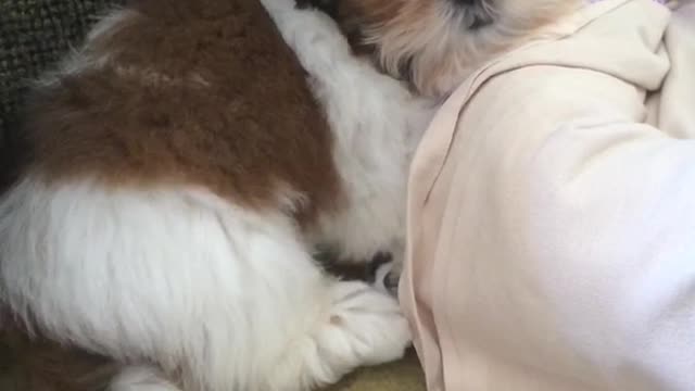 Brown dog resting head on owners shoulders with hiccups