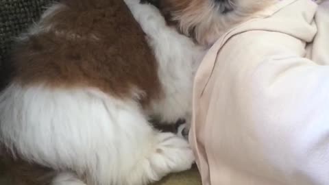 Brown dog resting head on owners shoulders with hiccups